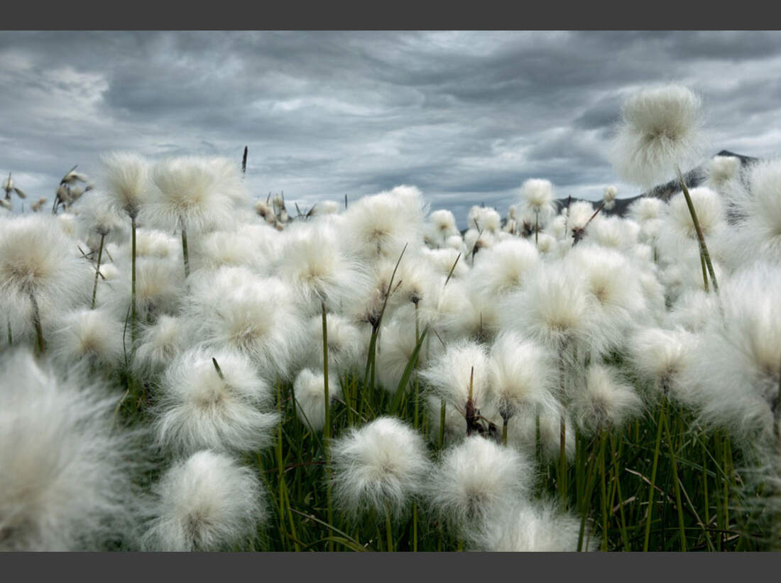 OD_GDT_2013_K4_05_Luciano_Gaudenzio_Baumwollfeld_unter_islaendischem_Himmel-Cotton_field_under_Icelandic_sky (jpg)