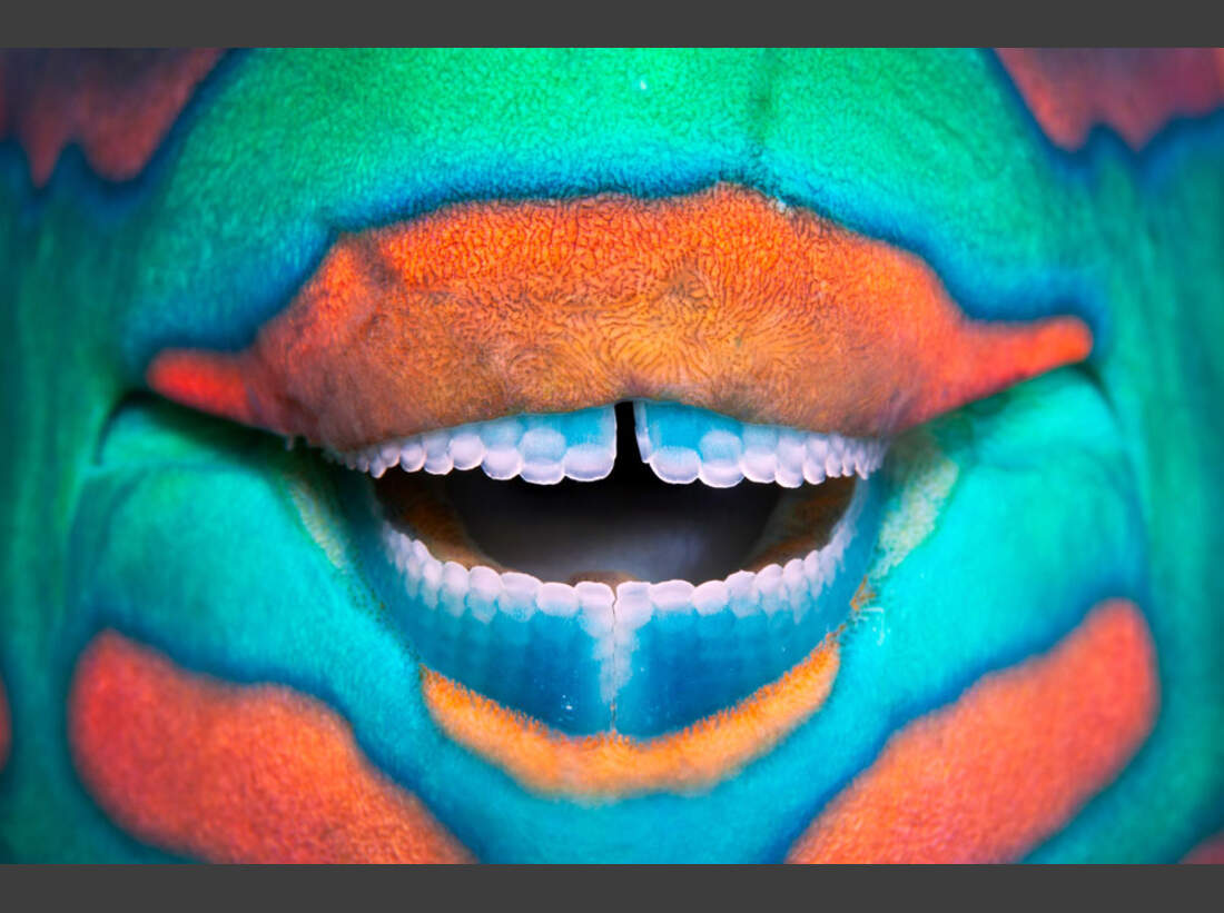 OD_GDT_2013_K6_03_Franco_Banfi_Ein_Laecheln-Smile (jpg)