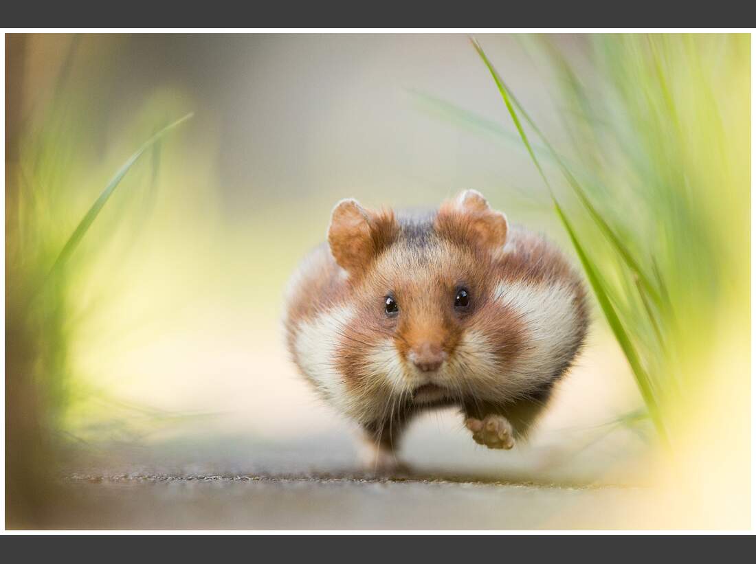 OD GDT Eurpaeischer Naturfotograf des Jahres 2016 K2_03_Christoph_Kaula_Hastiger_Hamster (jpg)