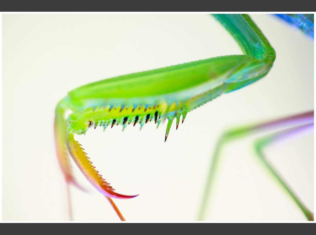 OD GDT Eurpaeischer Naturfotograf des Jahres 2016 K3_01_Georg_Kantioler_Europaeische_Gottesanbeterin.tif (jpg)