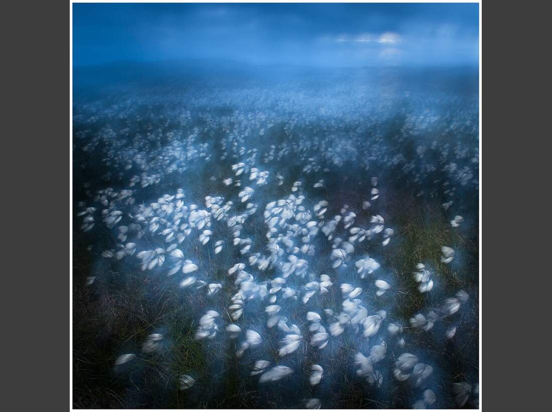 OD GDT Eurpaeischer Naturfotograf des Jahres 2016 K4_02_Dag_Rottereng_Wollgras_im_Mitternachtswind (jpg)